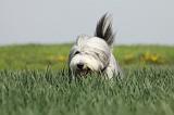 BEARDED COLLIE 110